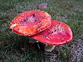 Amanita Muscaria Fungus