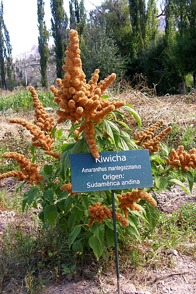 File:Amaranthus caudatus L. 2.jpg