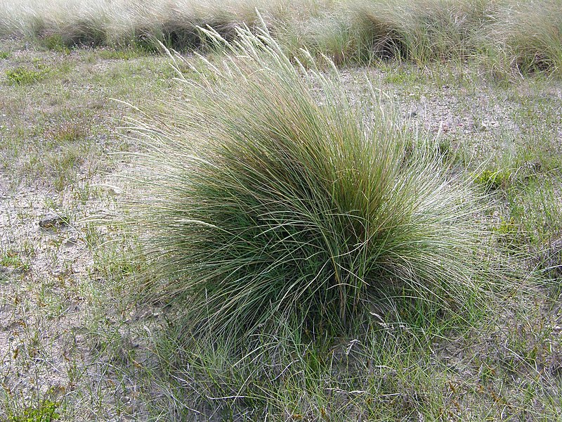 File:Ammophila arenaria. Barrón.jpg