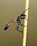 Thumbnail for Ammophila (wasp)