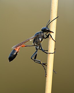 Ammophila pubescens