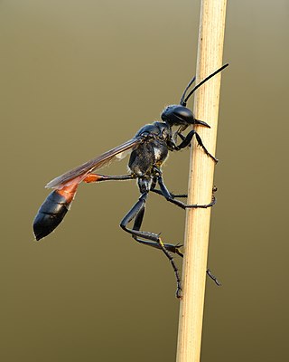 <i>Ammophila</i> (wasp) Genus of wasps