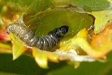 Ancylis achatana larva Ancylis.achatana5.-.lindsey.jpg