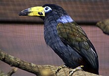 Andigena cucullata (toucan kapucí), Vogelpark Walsrode.jpg