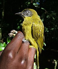 Arizelocichla Milanjensis