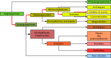 "A filogenetikai osztályozás grafikus ábrázolása"