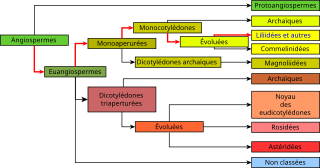 "Représentation graphique de la classification phylogénétique"