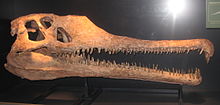 Fossilized skull of the Late Triassic phytosaur Angistorhinus Angistorhinus.JPG