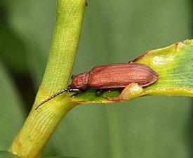 Anisodera sp.