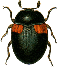 Anisotoma humeralis Jacobson.png