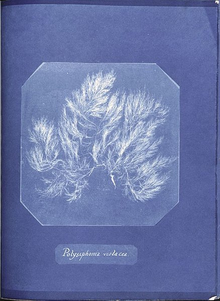 File:Anna Atkins Polysiphonia violacea.jpg