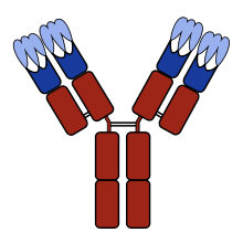 Sketch of an antibody with the variable domains shown in blue, and the CDRs (which are part of the variable domains) in light blue. Antibody with CDRs.svg
