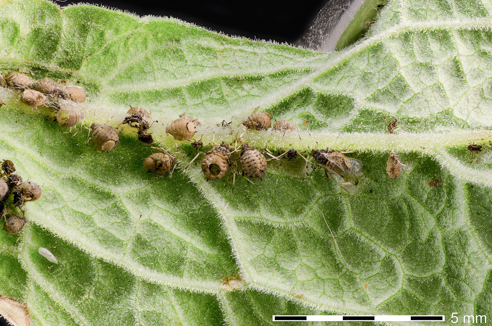 File:Aphids - Family Aphididae - parasitized by parasitoid wasps - aphidiid...