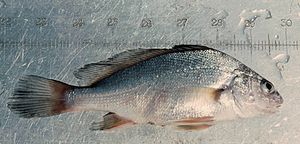 Aplodinotus grunniens, Aufn.  06/17/1959, Inches.jpg