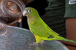 Aratinga pertinax -pet standing on a table-8a.jpg