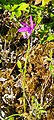 Arethusa bulbosa USA - Michigan