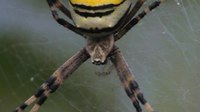 Fájl: Argiope bruennichi (nőstény) .ogv