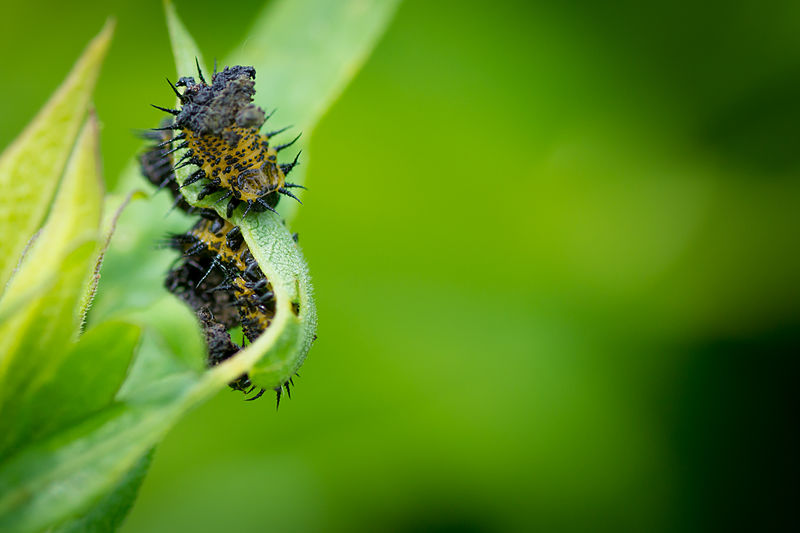 File:Argus Tortoise Beetle Larvae (Chelymorpha cassidea) (18580819131).jpg