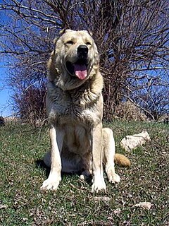 Armenian Gampr Armenian breed of dog