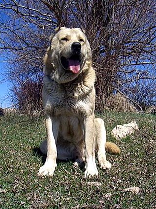 <span class="mw-page-title-main">Armenian Gampr</span> Armenian breed of dog