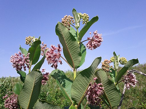 Asclepias syriaca sl 2