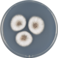 Aspergillus venezuelensis growing on CYA plate