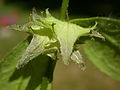 calyx (around fruits)