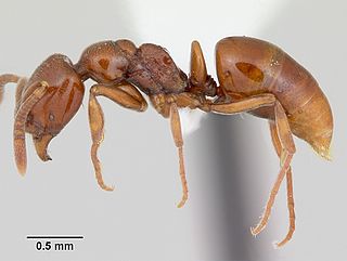 <i>Asphinctopone</i> Genus of ants