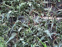 Asplenium tutwilerae hidup wall.jpg