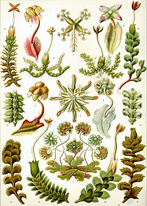 Ernst Haeckel'den "Hepaticae" diğer bir adıylada ciğer otları çizimi Artforms of Nature, (1904). (Üreten: Ernst Haeckel)