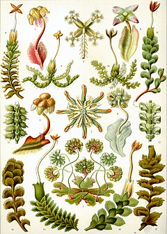 "Hepaticae" uit Ernst Haeckel se Kunstformen der Natur, 1904