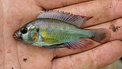 Männchen von Haplochromis stappersii aus dem Ruzizi