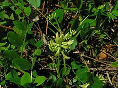 Astragalus glycyphyllos01.jpg