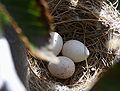 Nest