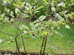 Σπόροι Άτροπος η ευθάλεια (Atropa belladonna)