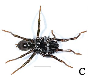 A kép leírása Atypus baotingensis (10.3897-zookeys.762.23282) 1. ábra (kivágva) .jpg.