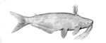 Auchenipterus dentatus.jpg