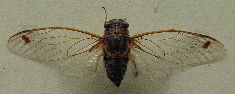 File:AustralianMuseum cicada specimen 25.JPG