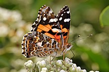 An Australian painted lady feeding on a flowering shrub Australian painted lady feeding.jpg