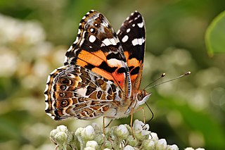 Australian painted lady species of insect