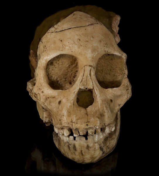 File:Australopithecus africanus - Cast of taung child Face.jpg