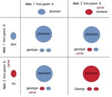 Punnett square: If both parents are carriers, on the average 25 % of the offspring have the recessive trait in phenotype and 50 % are carriers. Autosomal recessive inheritance - segregation.png