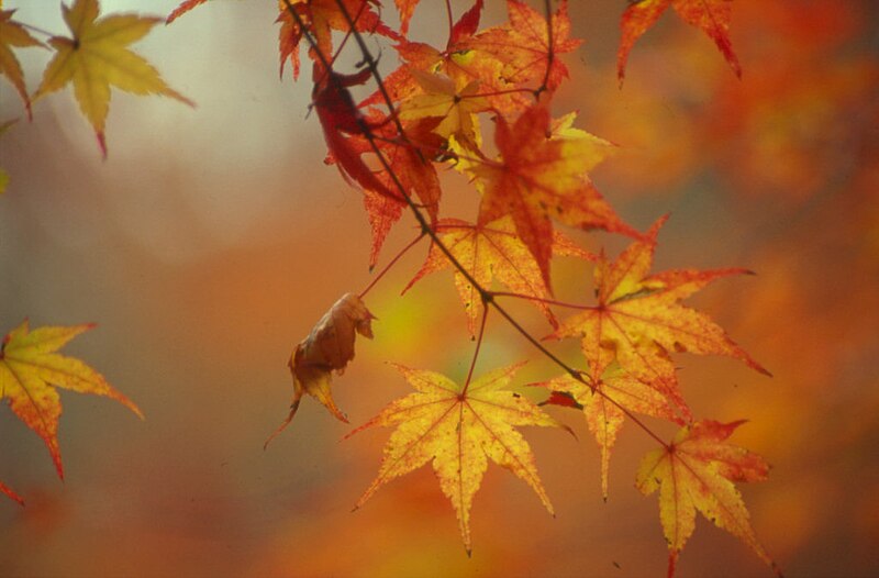 File:Autumn tint - Flickr - gertrudster.jpg