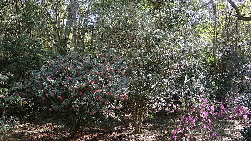 File:Avery Island, Louisiana-095.JPG