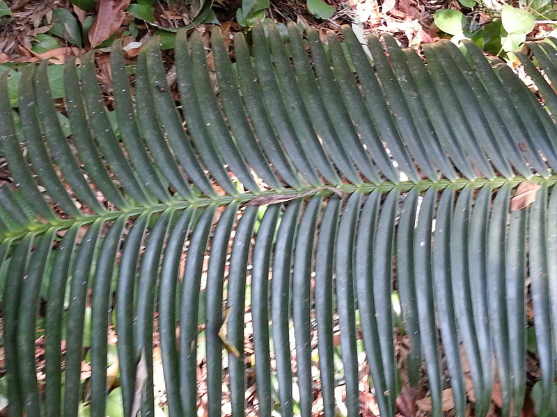 File:BCBG Burrawang Leaf Detail.jpeg