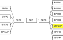 BPIFB5P is a human pseudogene member the BPI-fold gene family and the transcribed protein in other species is a member of the BPI/LBP/PLUNC protein superfamily BPIFfamily-BPIFB5P.png