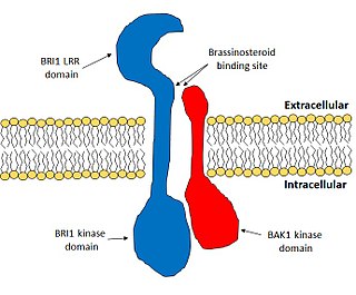 Brassinosteroid insensitive-1