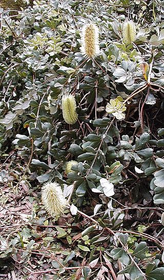 <span class="mw-page-title-main">Banksia 'Roller Coaster'</span> Cultivar of Banksia integrifolia