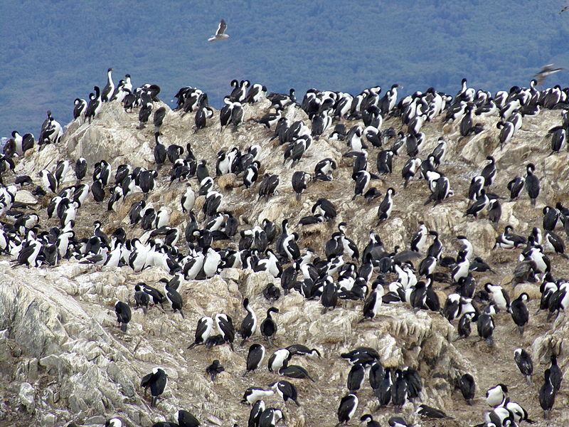 File:Bahía Ushuaia 76.JPG