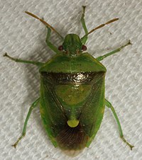 Banasa dimidiata